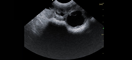 Animal Pregnancy Exam