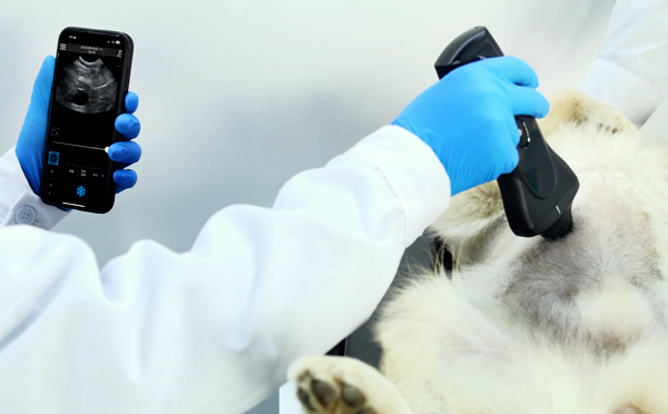 Canine Superficial Tissue Focus 