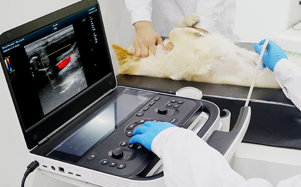 Canine Superficial Tissue Focus 